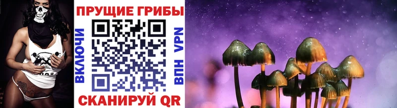 Псилоцибиновые грибы Psilocybine cubensis  kraken ссылки  Калининград 